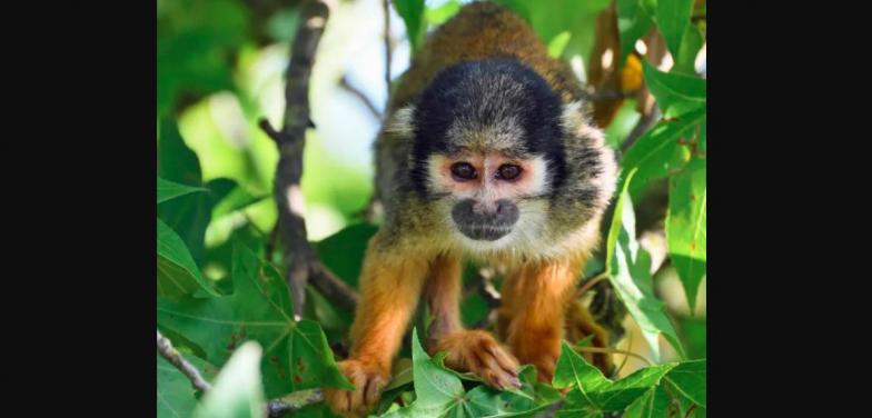 La inteligencia artificial como principal aliada en la conservación de la vida animal