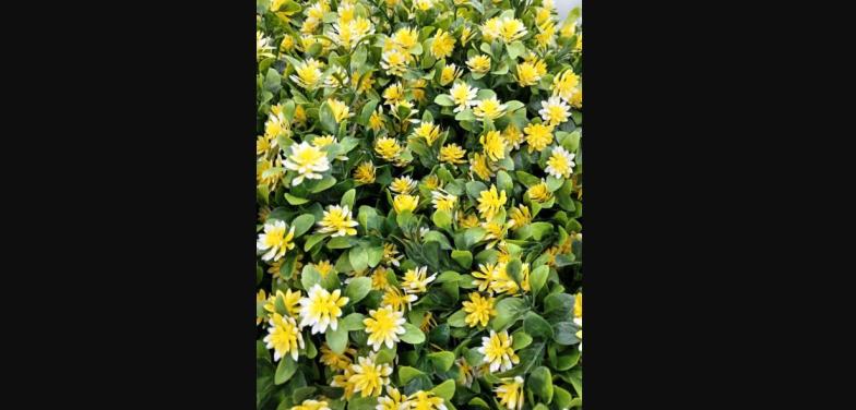 Colombia | Eficiencia, transparencia e incremento en las ventas: Cómo una empresa nativa digital impulsa la floricultura basada en datos