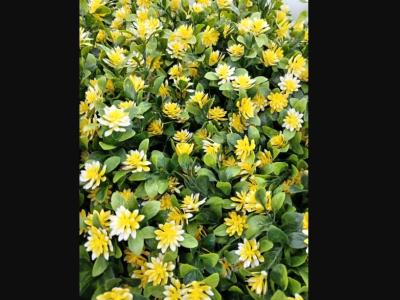 Colombia | Eficiencia, transparencia e incremento en las ventas: Cómo una empresa nativa digital impulsa la floricultura basada en datos